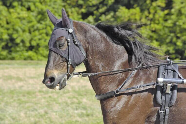 Horse Racing in Nigeria: Its Story, Culture, and What Lies Ahead